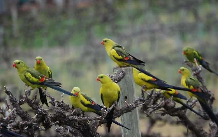 Whistling Kite Wines, New Residence, South Australia