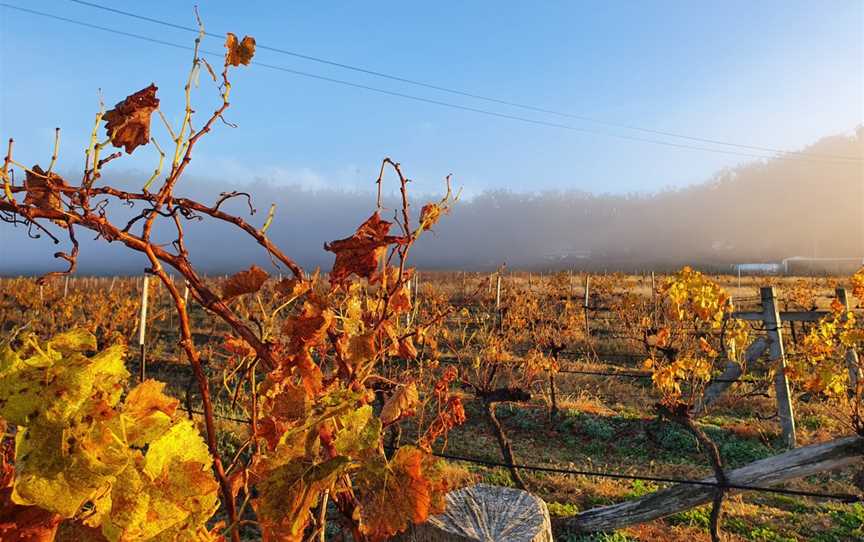 View Wine by Sancerre Estate, Wineries in Ballandean