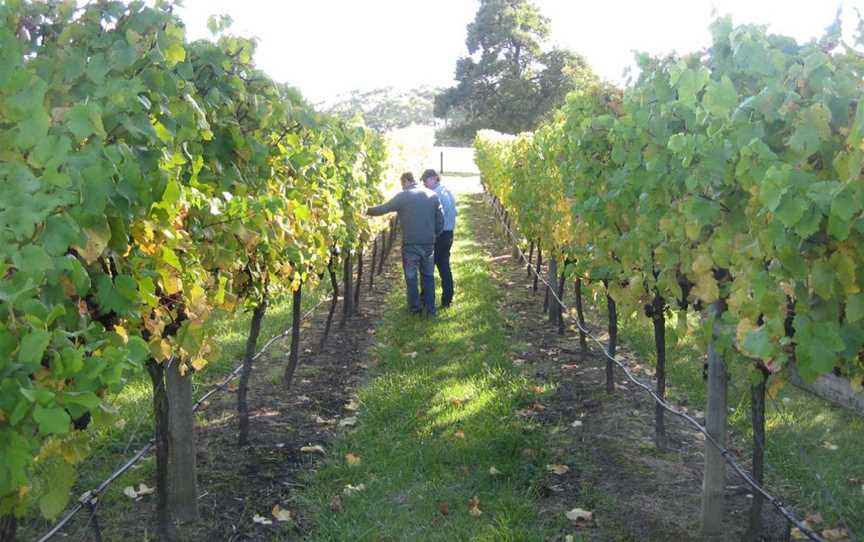 Hentyfarm Wines, Holgate, New South Wales