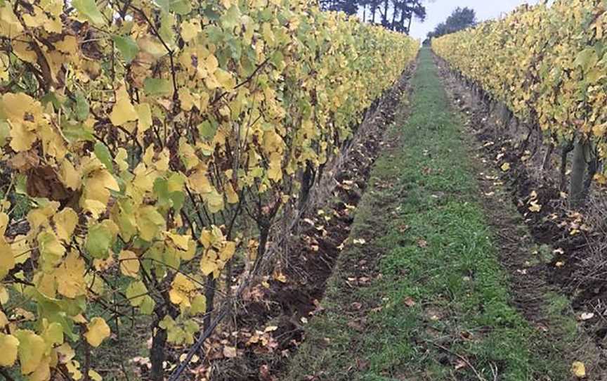 Scorpo Wines, Wineries in Merricks North
