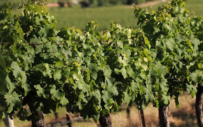 Robert Oatley Vineyards, Wineries in Mudgee