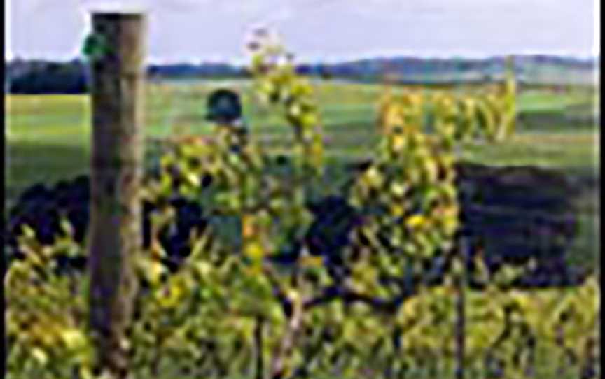 O'Shea & Murphy Rosebery Hill Vineyard, Wineries in Pipers Creek