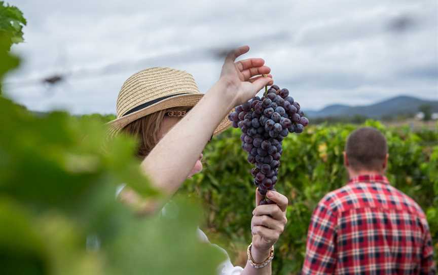 Stomp Wine, Wineries in Lovedale