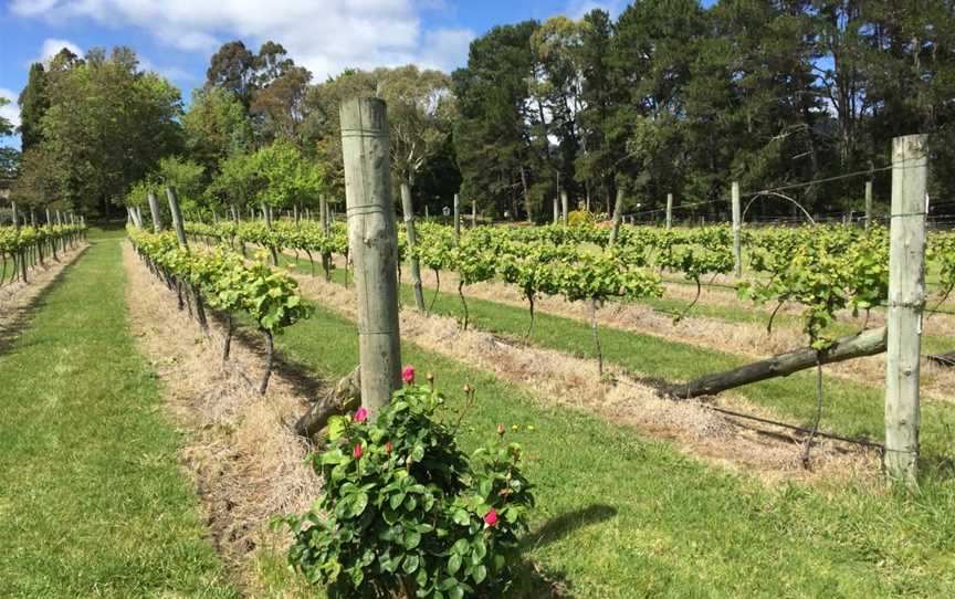 Tertini Wines, Wineries in Mittagong