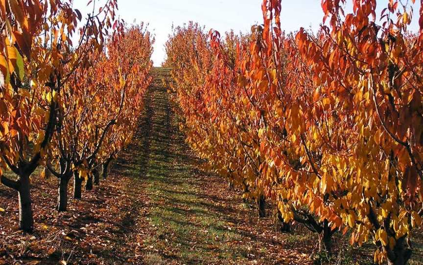 Wilgro Orchards, Wineries in Batlow