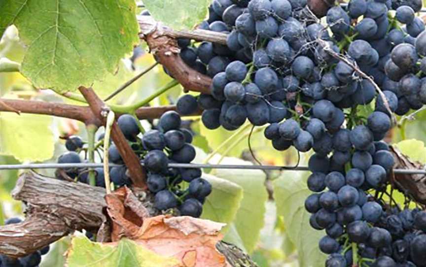 Barrgowan Vineyard, Wineries in Curlewis