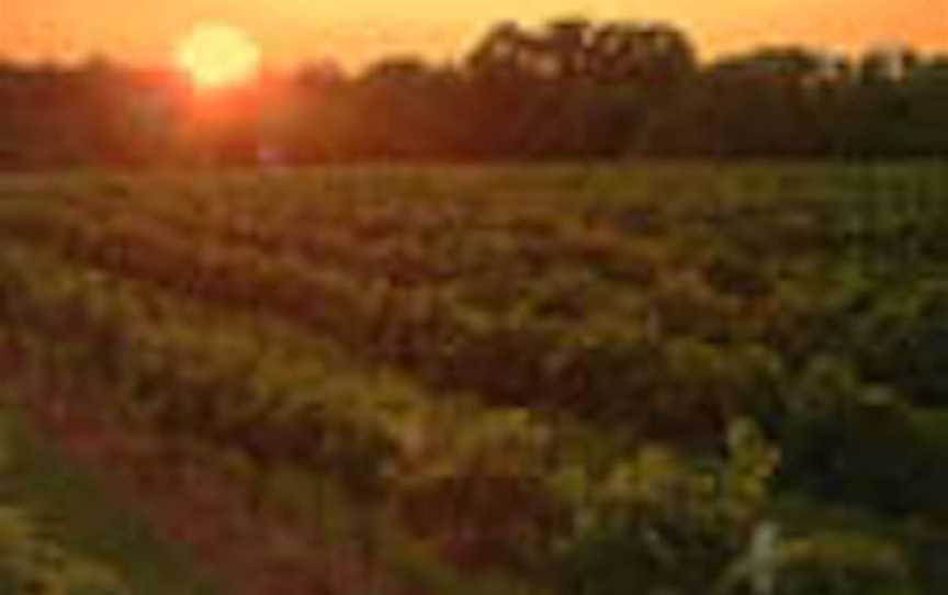 Fluted Cape Vineyard, Wineries in Kettering