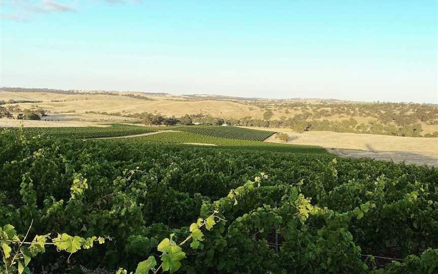 Vino Lokal, Wineries in Tanunda