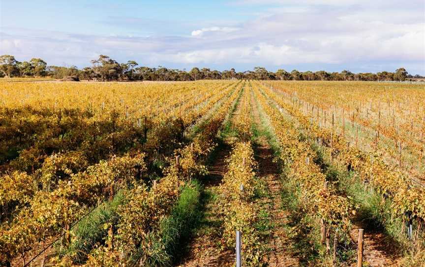 Temple Bruer, Wineries in Angas Plains