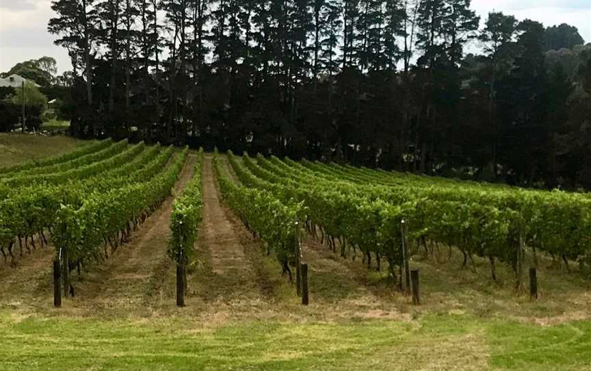 Emersleigh vineyard before netting and harvest