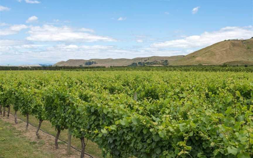 Oak Estate Wines, Bridge Pa, New Zealand
