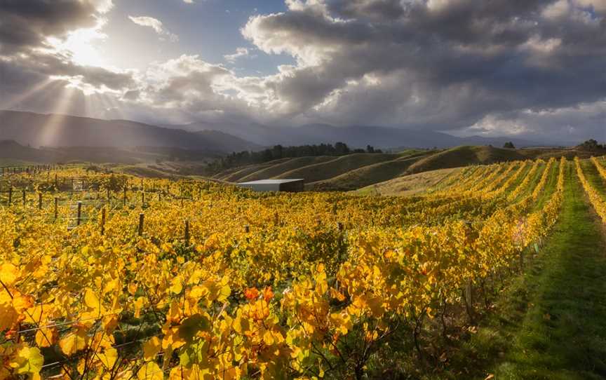 Orinoco Vineyards, Upper Moutere, New Zealand