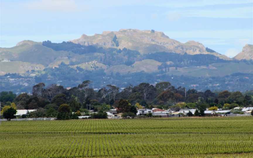 Unison Vineyard, Hastings, New Zealand