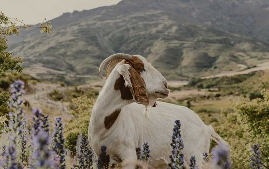 Nanny Goat Vineyard, Wanaka, New Zealand
