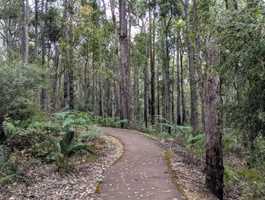 King Jarrah - Wellington National Park