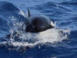 Naturaliste Charters Whale Watching