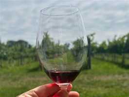 Canberra Wine Tours by Grape Escapes 