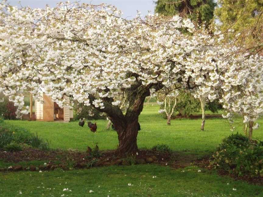 Glencoe Rural Retreat, Barrington, TAS