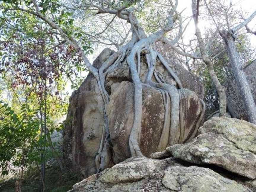 Driftwood, Picnic Bay, QLD