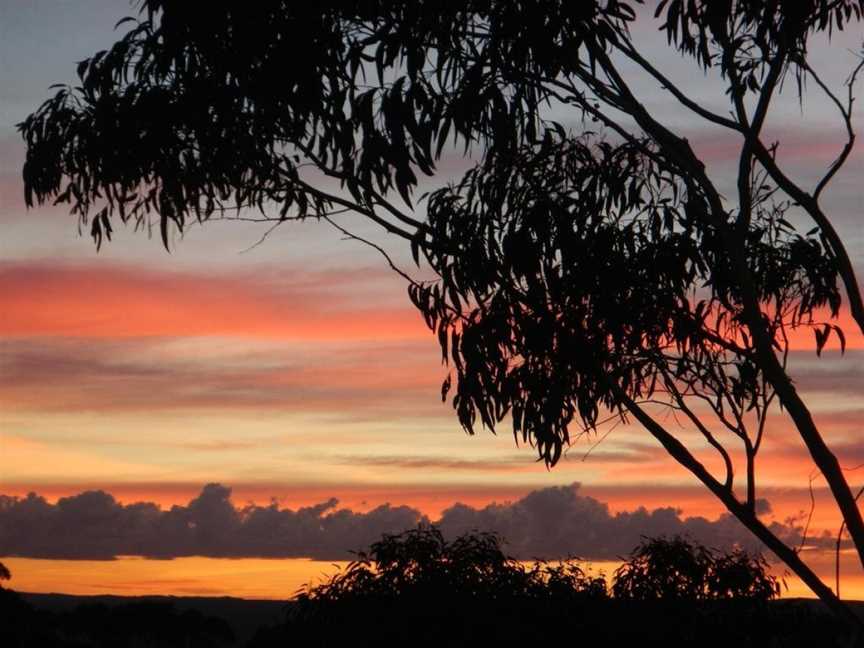 Snowgums in Katoomba, Katoomba, NSW