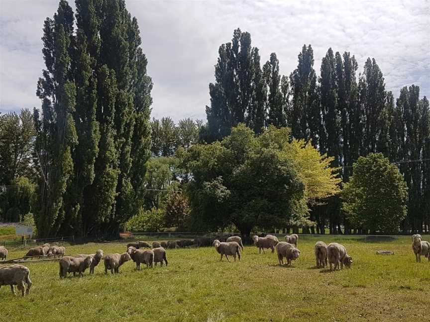 Poplar Holiday Homes, Omarama, New Zealand