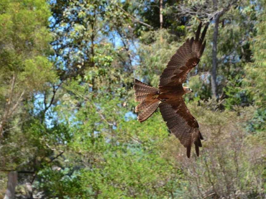 Eagles Heritage Raptor Wildlife Centre, Attractions in Margaret River