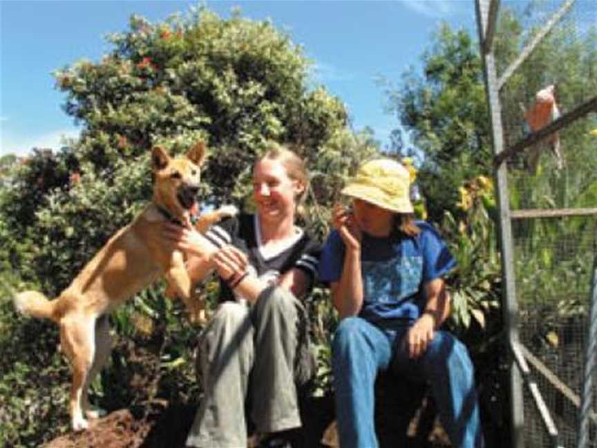 Pentland's pet dingo pup - Ernee