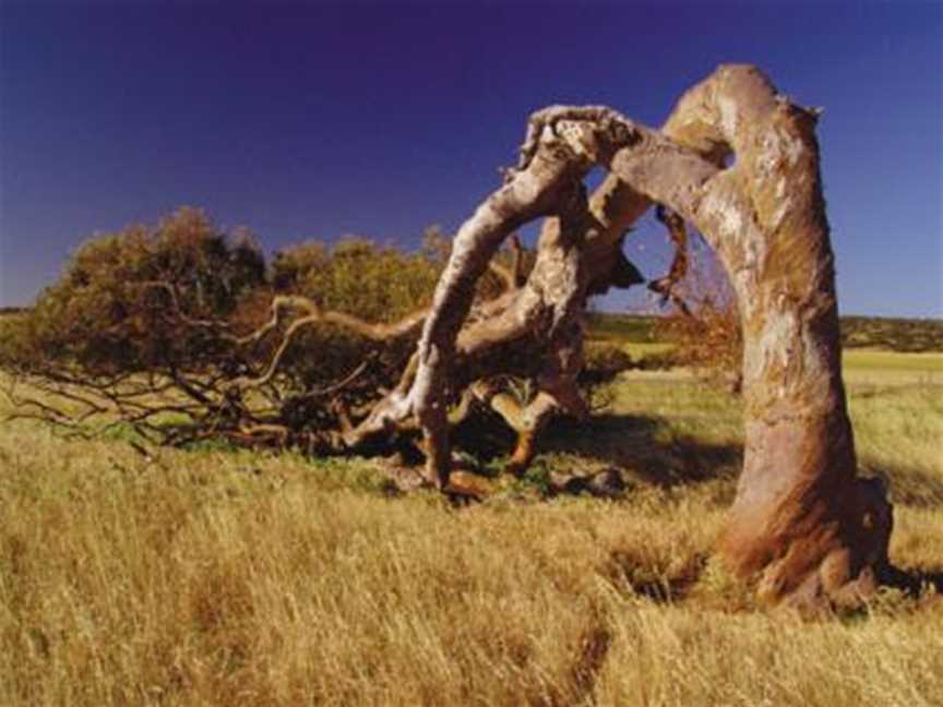 One of Greenough's famous leaning trees