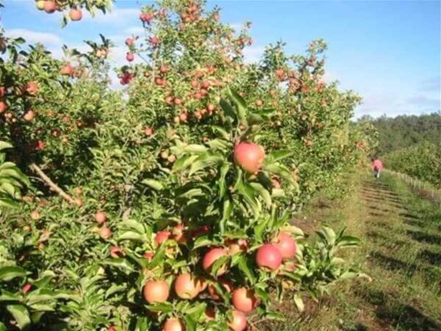 Pick Your Own At Spring Valley Orchard, Attractions in Donnybrook