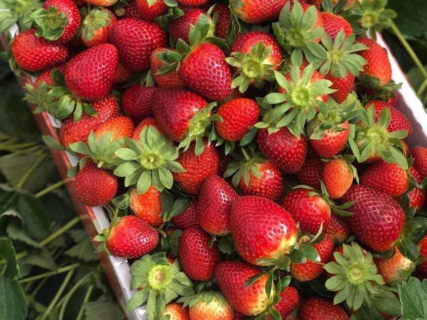 Ti Strawberry Farm, Attractions in Bullsbrook