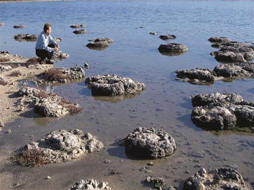 Lake Thetis Thrombolites, Attractions in Cervantes