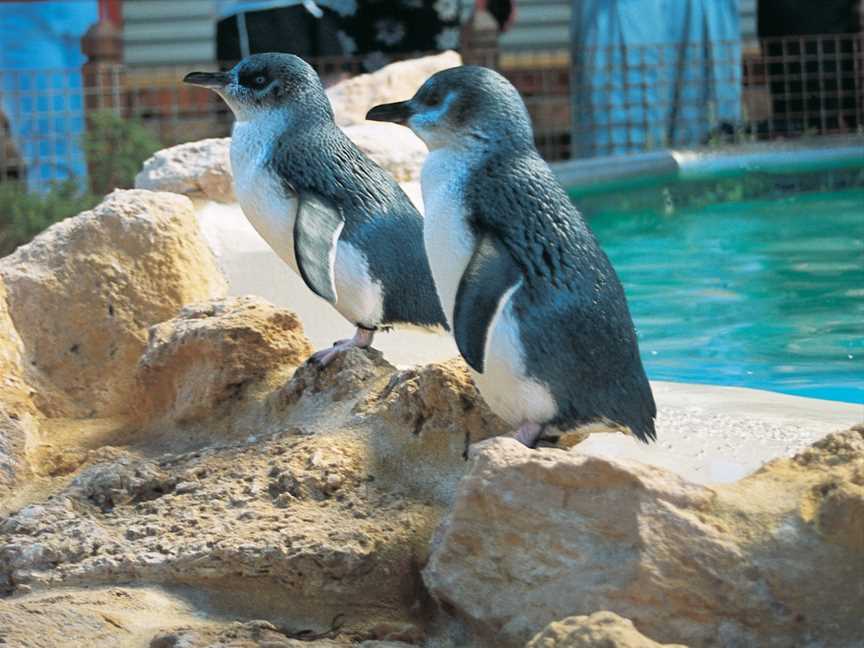 Penguin Island Conservation Park