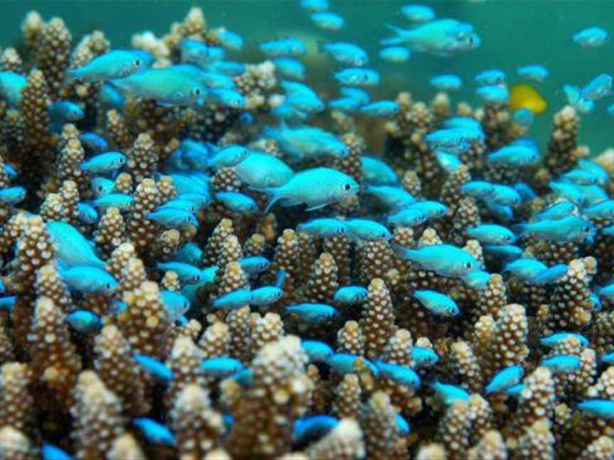 Mackerel Islands Dive, Tourist attractions in Mackerel Islands