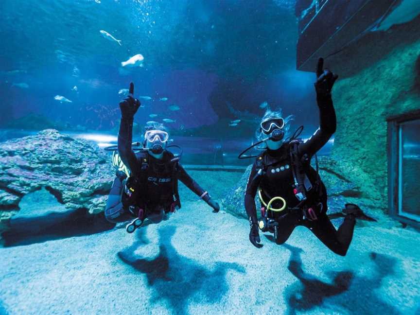 Snorkel with Sharks at AQWA, Tourist attractions in Hillarys