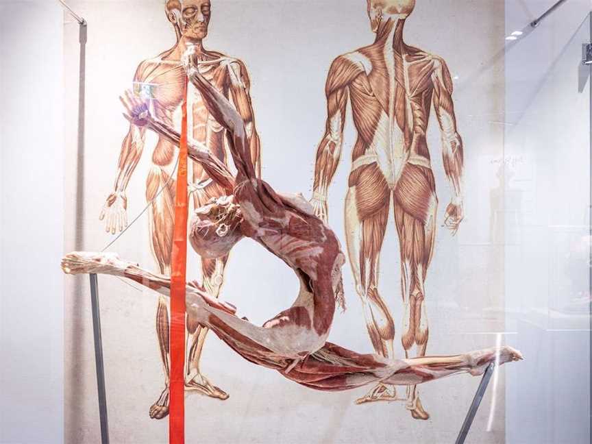 The Real Human Anatomy Exhibition, Tourist attractions in Surfers Paradise