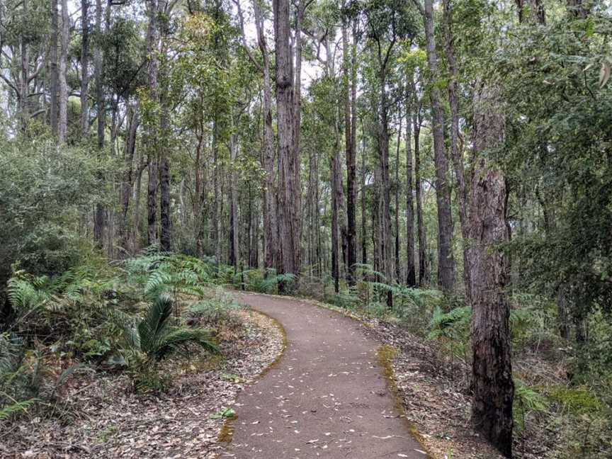 King Jarrah - Wellington National Park, Attractions in Worsley