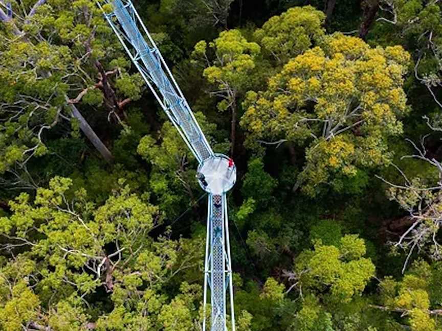 Valley of the Giants TreeTop Walk, Attractions in Tingledale