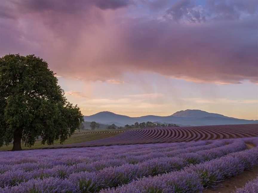 Bridestowe Lavender Estate, Nabowla, TAS