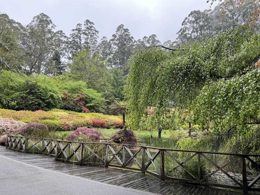 Dandenong Ranges Botanic Garden, Olinda, VIC