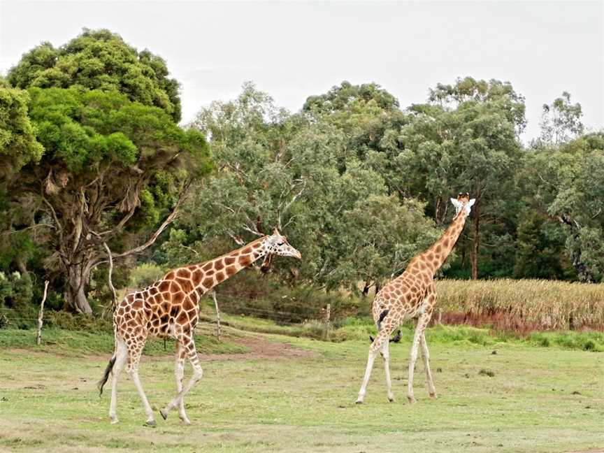 Werribee Open Range Zoo, Werribee South, VIC