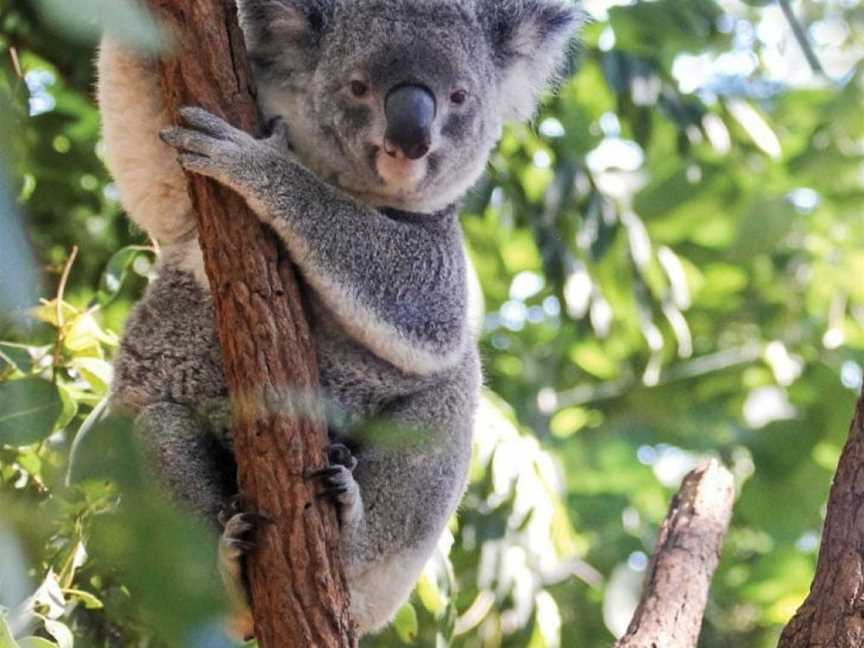 Lone Pine Koala Sanctuary, Fig Tree Pocket, QLD