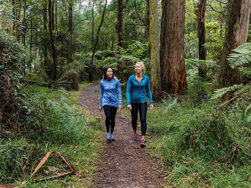 Dandenong Ranges National Park, Tremont, VIC