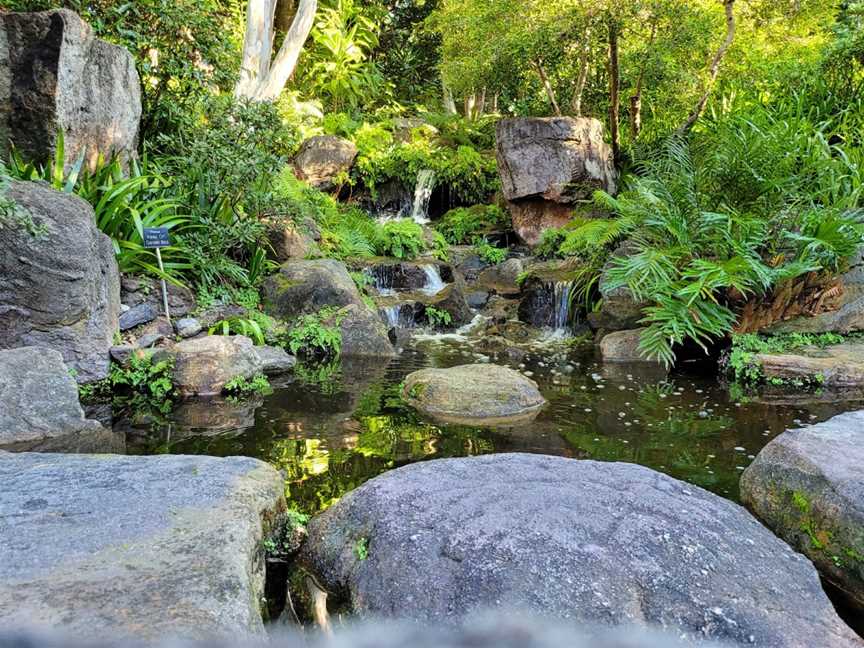 Brisbane Botanic Gardens, Toowong, QLD