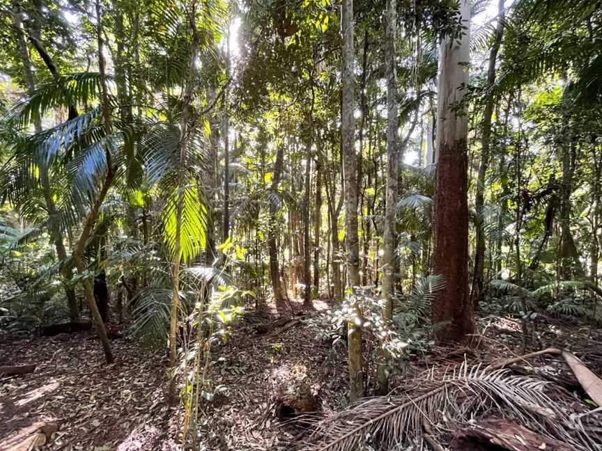 Tamborine National Park, Cedar Creek, QLD