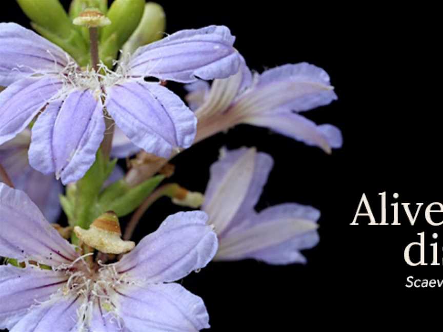 Australian National Botanic Gardens, Acton, ACT