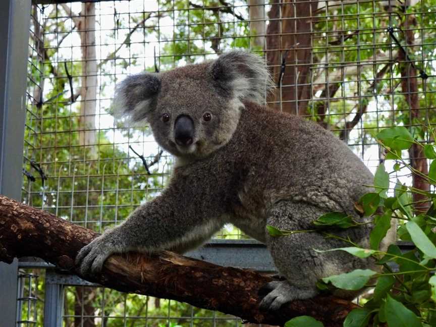 Koala Hospital, Port Macquarie, NSW