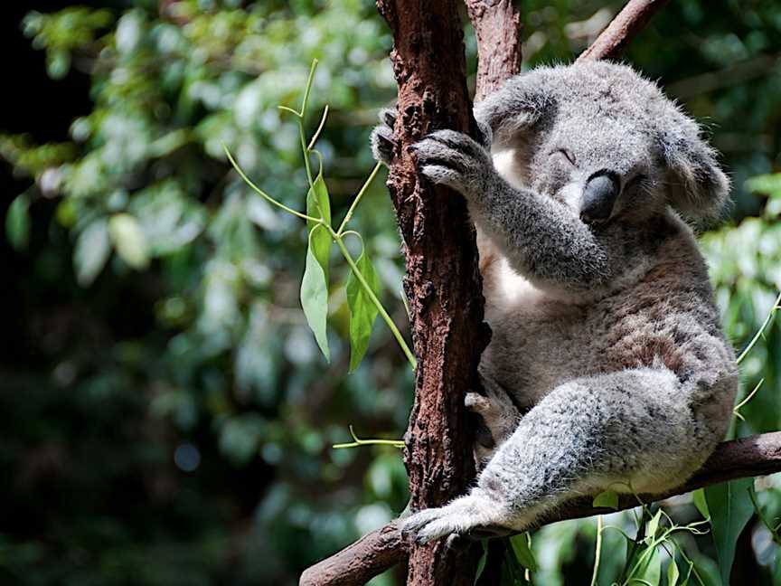 Koala Park Sanctuary Sydney, West Pennant Hills, NSW