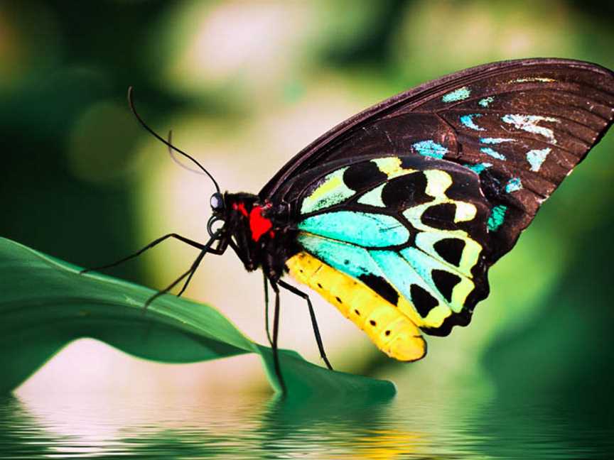 Australian Butterfly Sanctuary, Kuranda, QLD