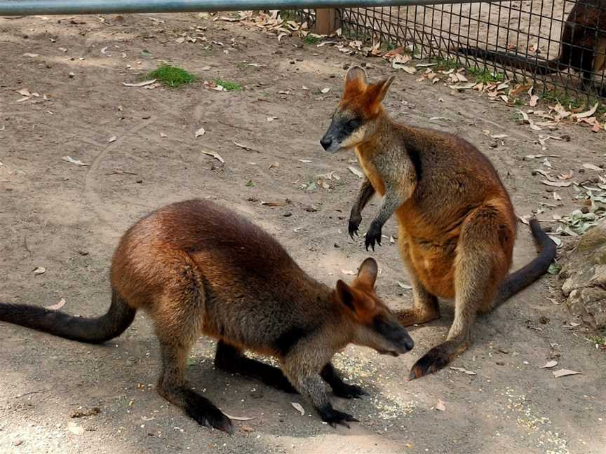 Billabong Zoo: Koala & Wildlife Park, Port Macquarie, NSW
