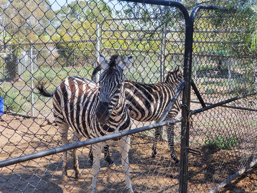 Darling Downs Zoo, Pilton, QLD